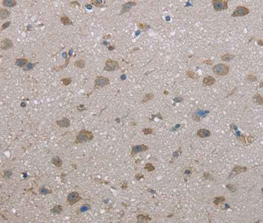 Anti-Human/Mouse FAP Antibody