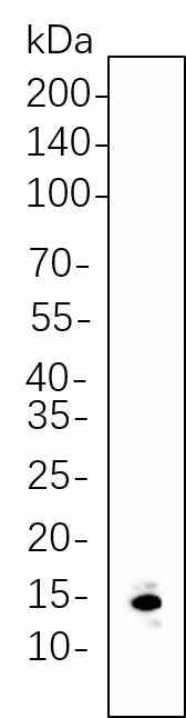 Anti-Human/Mouse/Rat Histone H3 Antibody [B575] - ABMIUM