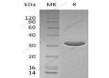 > 90 % as determined by reducing SDS-PAGE.