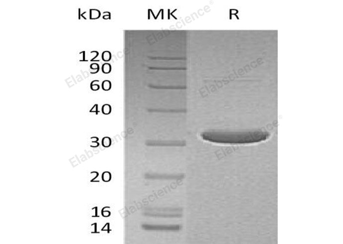 > 90 % as determined by reducing SDS-PAGE.