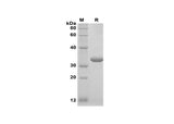 Recombinant Human INHBA Protein(Sumo Tag) - ABMIUM