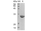 > 90 % as determined by reducing SDS-PAGE.