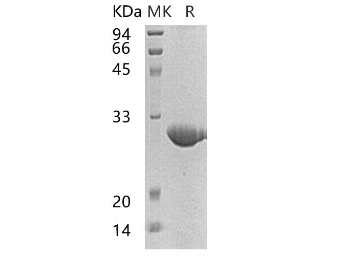 > 90 % as determined by reducing SDS-PAGE.