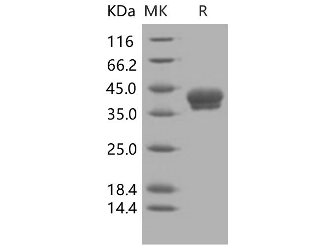 > 97 % as determined by reducing SDS-PAGE.