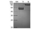 > 90 % as determined by reducing SDS-PAGE.