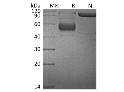 > 90 % as determined by reducing SDS-PAGE.