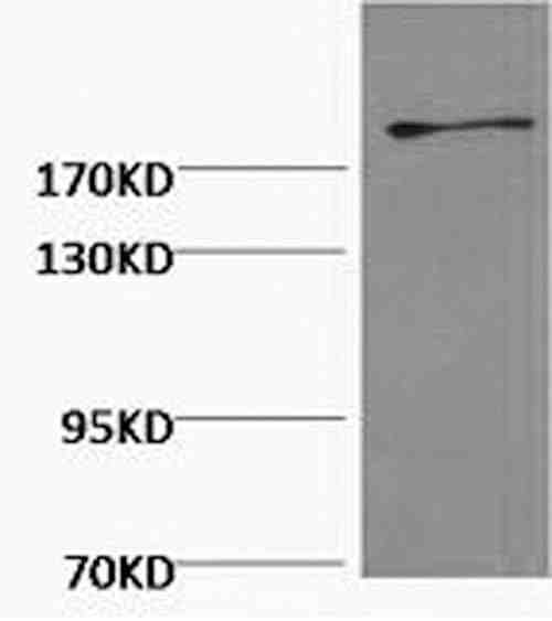 Anti-Human/Mouse/Rat Fibronectin Antibody [9A5]