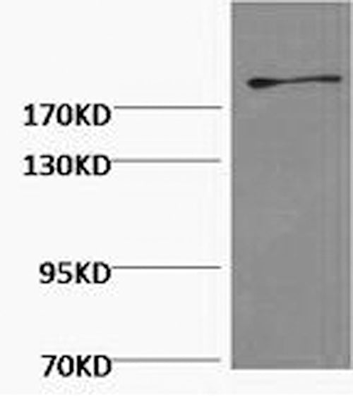 Western Blot analysis of Hela cells using FN1 Monoclonal Antibody at dilution of 1:2000.