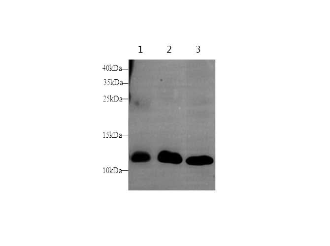 Western blot with S100A9 Polyclonal antibody at dilution of 1:1000.lane 1:Mouse lung,lane 2:Rat spleen,lane 3:Rat lung