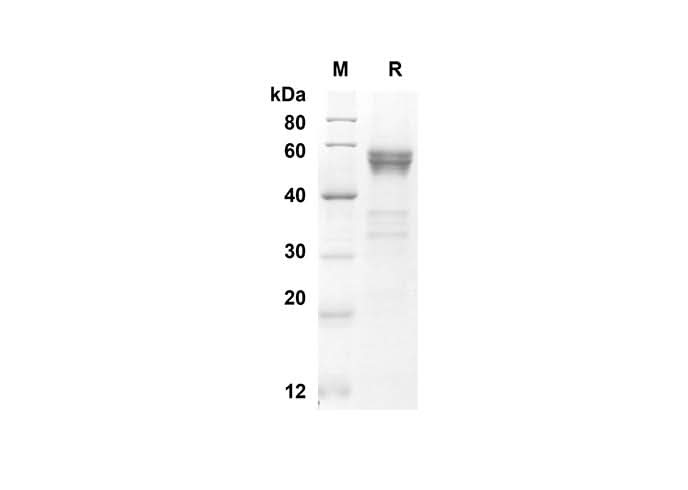 SDS-PAGE analysis of Mouse FLT3LG proteins, 2 μg/lane of Recombinant Mouse FLT3LG proteins was resolved with an SDS-PAGE under reducing conditions, showing bands at 42.8 kDa.