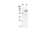 SDS-PAGE analysis of Mouse FLT3LG proteins, 2 μg/lane of Recombinant Mouse FLT3LG proteins was resolved with an SDS-PAGE under reducing conditions, showing bands at 42.8 kDa.