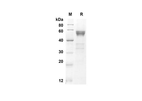 SDS-PAGE analysis of Mouse FLT3LG proteins, 2 μg/lane of Recombinant Mouse FLT3LG proteins was resolved with an SDS-PAGE under reducing conditions, showing bands at 42.8 kDa.