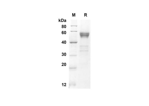 SDS-PAGE analysis of Mouse FLT3LG proteins, 2 μg/lane of Recombinant Mouse FLT3LG proteins was resolved with an SDS-PAGE under reducing conditions, showing bands at 42.8 kDa.