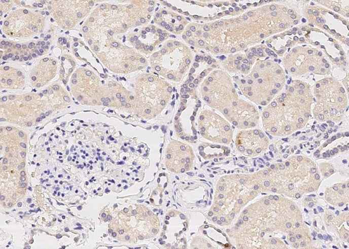 Anti-Human EPYC Antibody [A1084] - ABMIUM