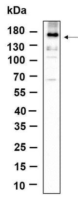 Anti-Human/Mouse/Rat EGFR Antibody [B887]