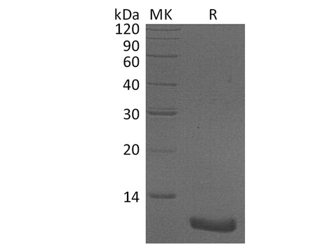 > 98 % as determined by reducing SDS-PAGE.