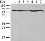 Western blot analysis of HT-29 NIH/3T3 231 Hela RAW264.7 K562 and LOVO cell lysates using TUBGCP4 Polyclonal Antibody at dilution of 1:300