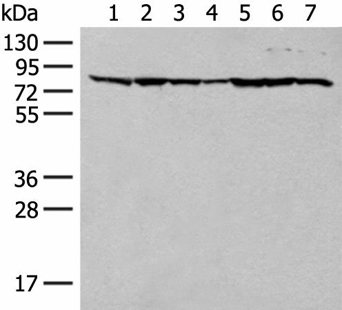 Western blot analysis of HT-29 NIH/3T3 231 Hela RAW264.7 K562 and LOVO cell lysates using TUBGCP4 Polyclonal Antibody at dilution of 1:300