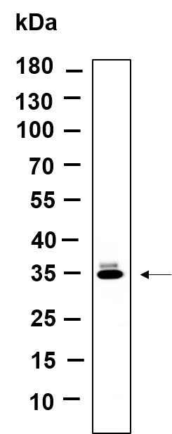Anti-Human/Mouse/Rat OR5I1 Antibody [B958] - ABMIUM