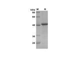 SDS-PAGE analysis of Human FN1 FN proteins, 2 μg/lane of Recombinant Human FN1 FN proteins was resolved with SDS-PAGE under reducing conditions, showing bands at 42 kDa.