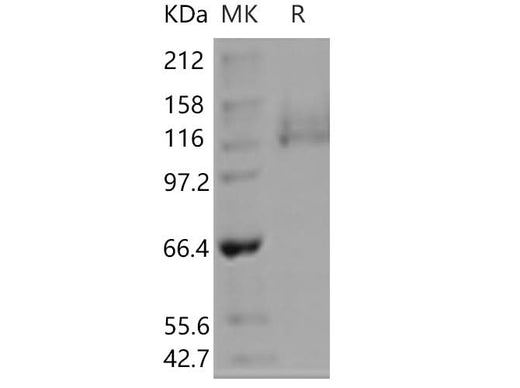 > 92 % as determined by reducing SDS-PAGE.