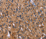 Anti-Human CD107b Antibody - ABMIUM
