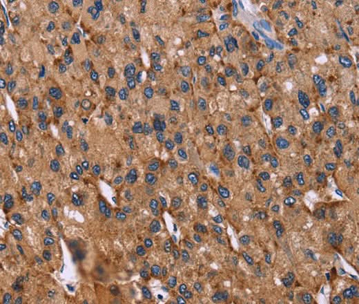 Anti-Human CD107b Antibody - ABMIUM