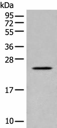 Anti-Human CARD16 Antibody - ABMIUM