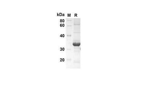SDS-PAGE analysis of Mouse Il17f proteins, 2 μg/lane of Recombinant Mouse Il17f proteins was resolved with an SDS-PAGE under reducing conditions, showing bands at 27.5 kDa.