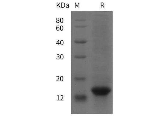 SDS-PAGE analysis of Human BDNF proteins, 2 μg/lane of Recombinant Human BDNF proteins was resolved with SDS-PAGE under reducing conditions, showing bands at 15 kDa.