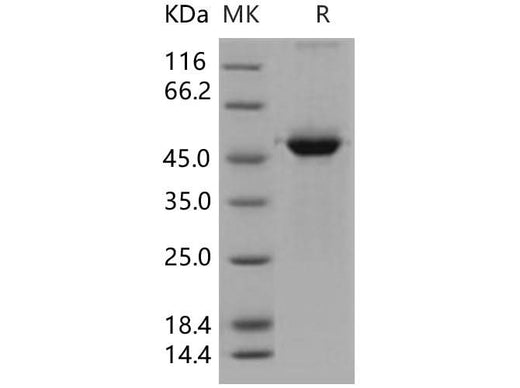 > 94 % as determined by reducing SDS-PAGE.