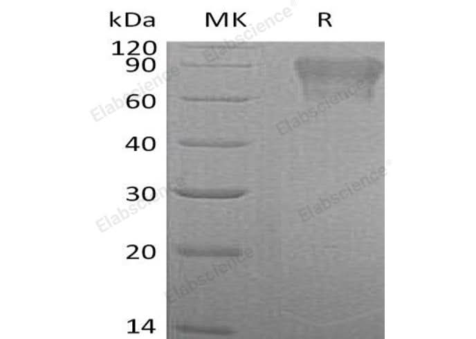 > 95 % as determined by reducing SDS-PAGE.