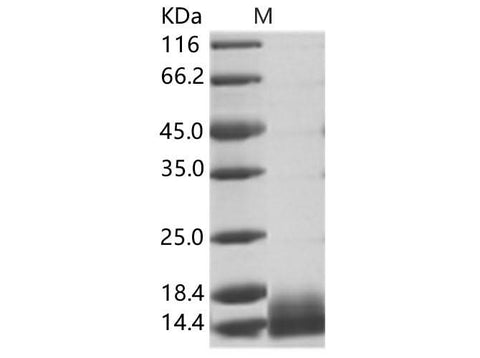 Recombinant WNV (lineage 1, strain NY99) E / Envelope Protein (Domain III, His Tag) - ABMIUM