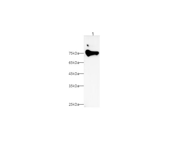 Anti-Human/Mouse/Rat RELB Antibody - ABMIUM
