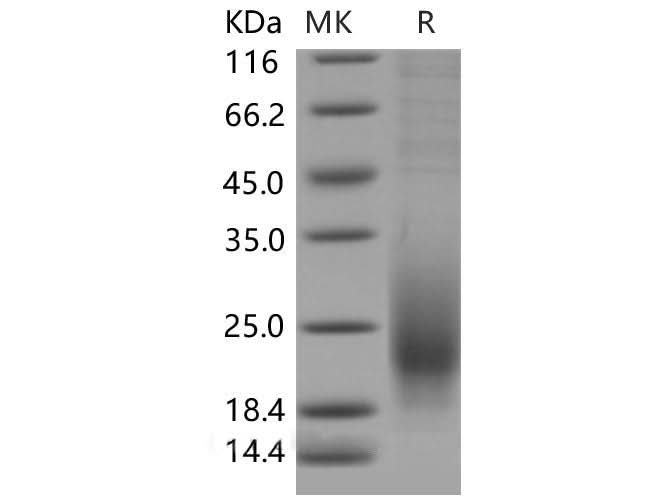 > 90 % as determined by reducing SDS-PAGE.