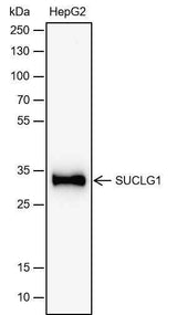 Anti-Human SUCLG1 Antibody [A737]