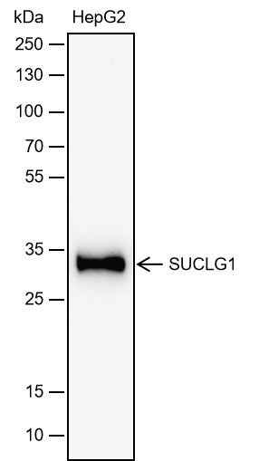 Anti-Human SUCLG1 Antibody [A737] - ABMIUM