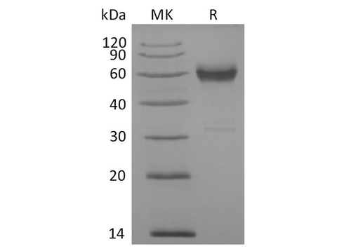 > 95 % as determined by reducing SDS-PAGE.