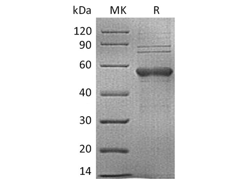 > 80 % as determined by reducing SDS-PAGE.