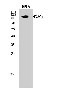 Western Blot analysis of Hela cells using HDAC4 Polyclonal Antibody at dilution of 1:2000.