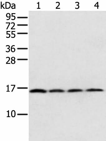 Western blot analysis of 231 Hela K562 cell and Human bladder carcinoma tissue using MRPS18C Polyclonal Antibody at dilution of 1:800