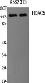 Western Blot analysis of K562, 3T3 cells with HDAC5 Polyclonal Antibody.