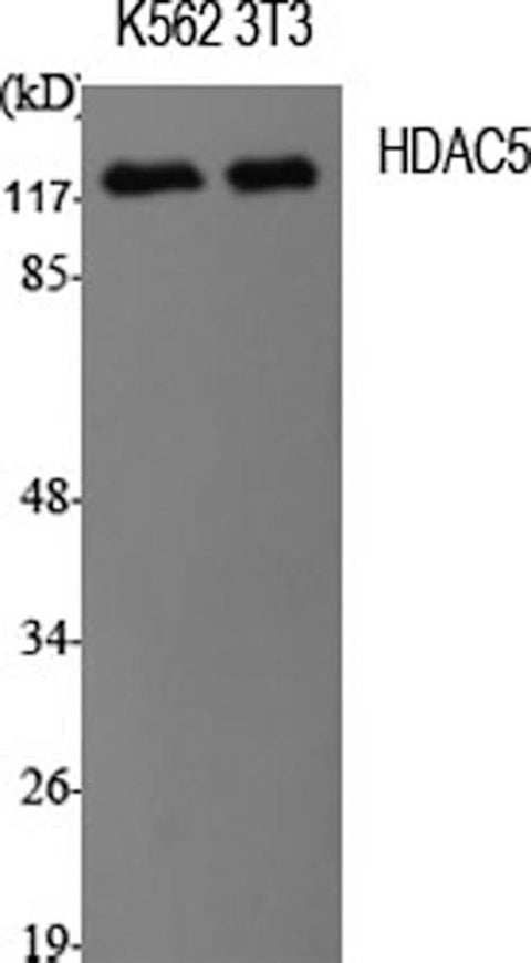 Western Blot analysis of K562, 3T3 cells with HDAC5 Polyclonal Antibody.
