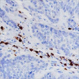 Anti-Human CD278/ICOS Antibody [A168]
