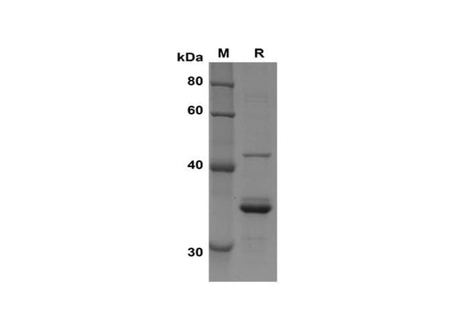 SDS-PAGE analysis of Mouse CD3E proteins, 2 μg/lane of Recombinant Mouse CD3E proteins was resolved with SDS-PAGE under reducing conditions, showing bands at 35 kDa.