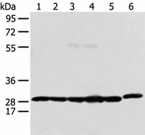 Western blot analysis of 293T Raji and Hela cell using PRDX4 Polyclonal Antibody at dilution of 1:400