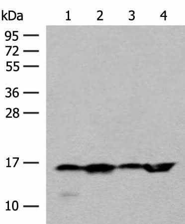 Western blot analysis of 293T Hela and Jurkat cell lysates using MAGOHB Polyclonal Antibody at dilution of 1:400