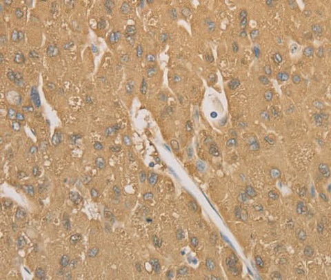 Anti-Human/Mouse CD40 Antibody - ABMIUM