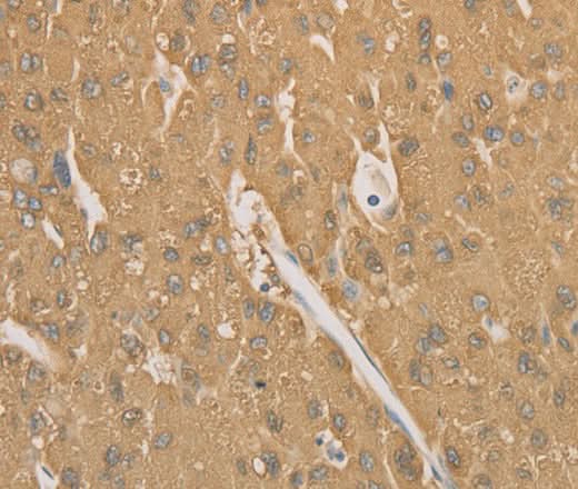 Anti-Human/Mouse CD40 Antibody - ABMIUM
