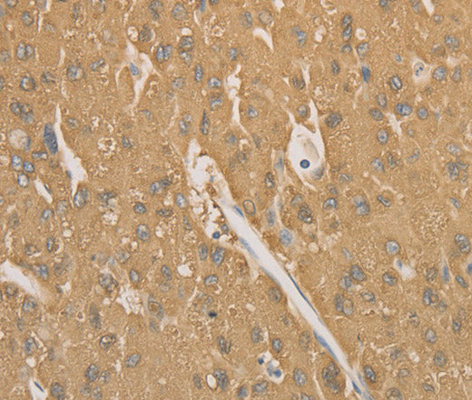 Anti-Human/Mouse CD40 Antibody - ABMIUM